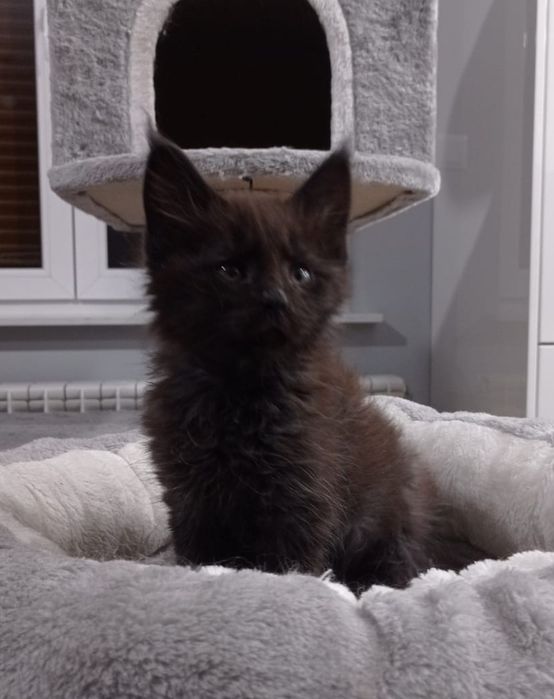 Śliczny  czarno dymny kocurek Maine Coon