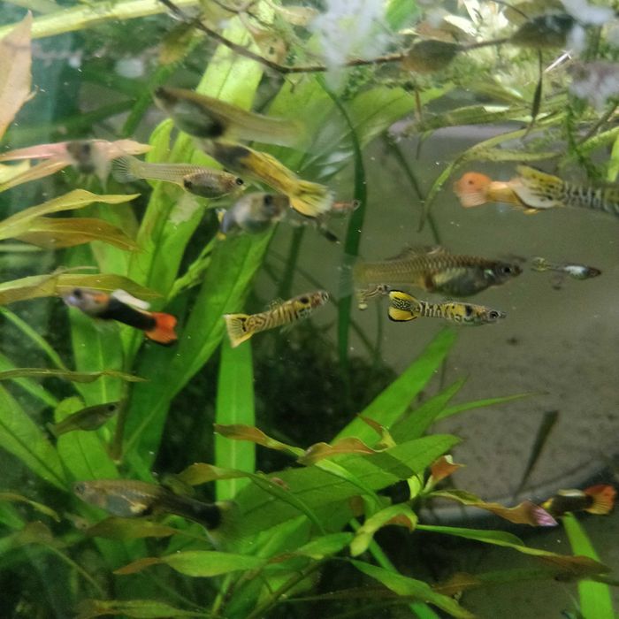 Gupiki narybek z własnej hodowli 3 cm