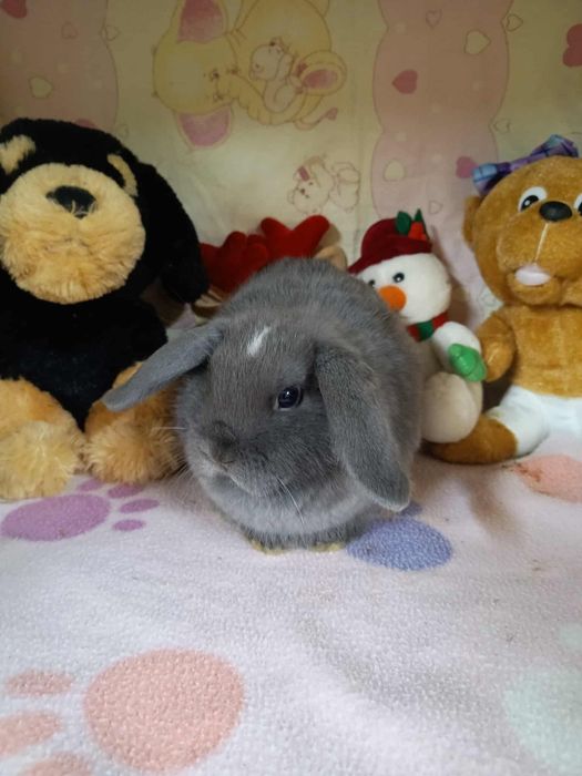 Sprzedam króliczki mini loop mini lop