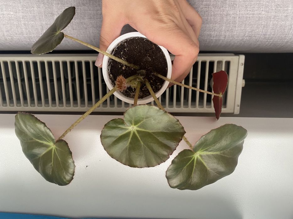 Бегонія з матовими листами