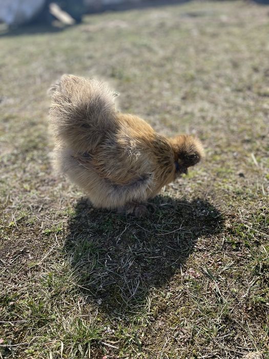 Jaja lęgowe silki jedwabistej lokowanej USA