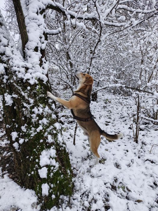 В'язка естонський гончак