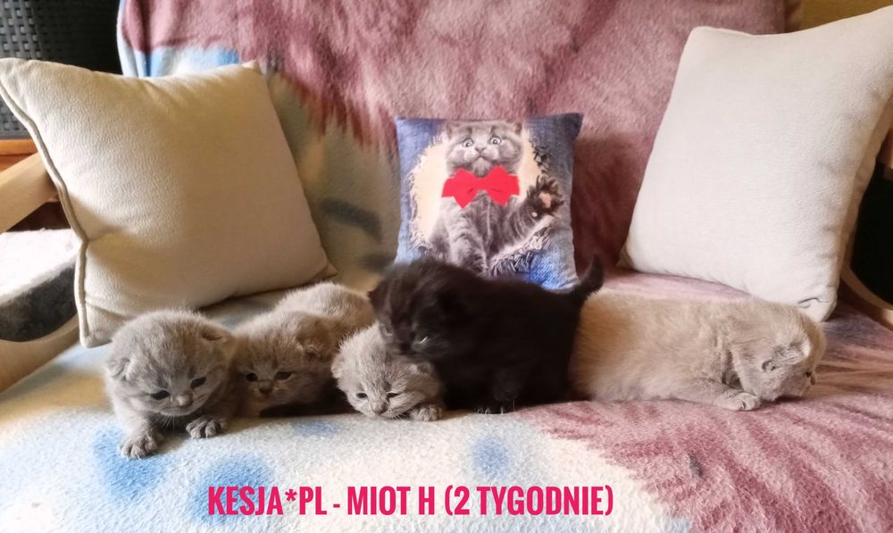 Czarny Kocurek brytyjski rodowód FPL