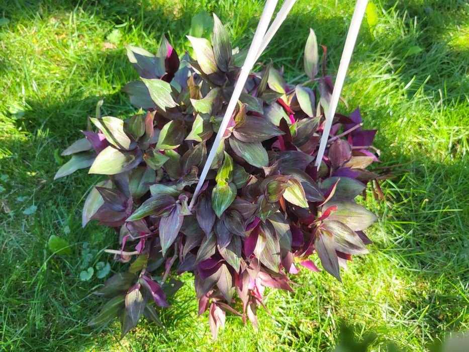 Каллізія каллизия традесканція