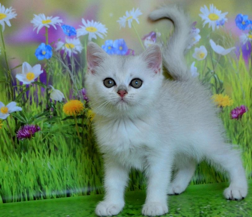 Красивенные в плюшевых серебристых шубках шиншиллы