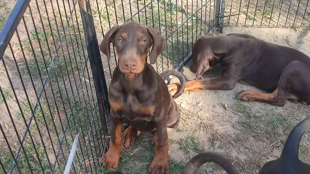 Доберман цуценята КСУ п-к Голден Пак