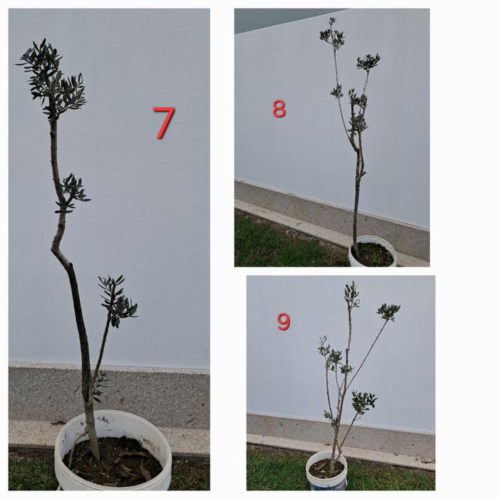 Oliveiras para jardim - vários tamanhos