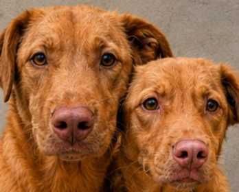 cão para adoção