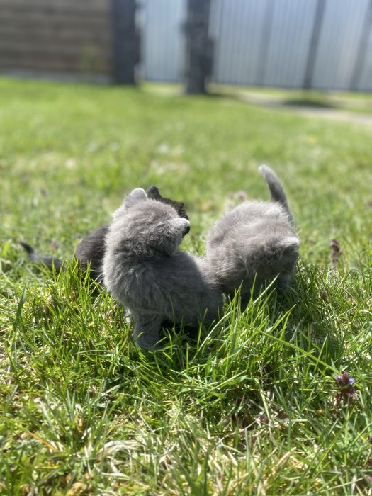 Віддам кошенят у добрі руки