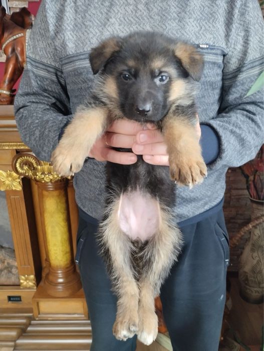Продам цуценят Німецької вівчарки