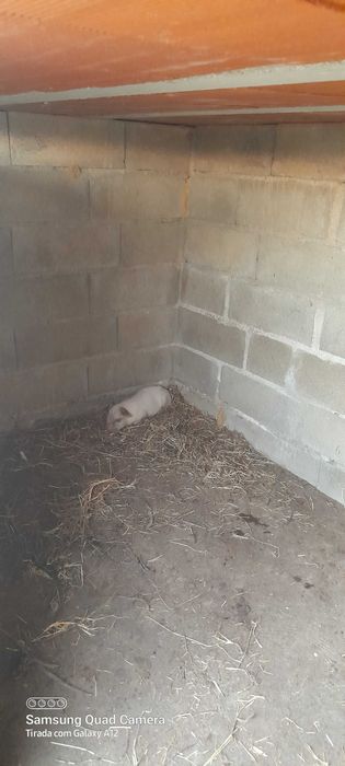 Porco com 10/11 Arrobas