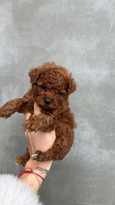 Ред браун темний, хлопець тікап .