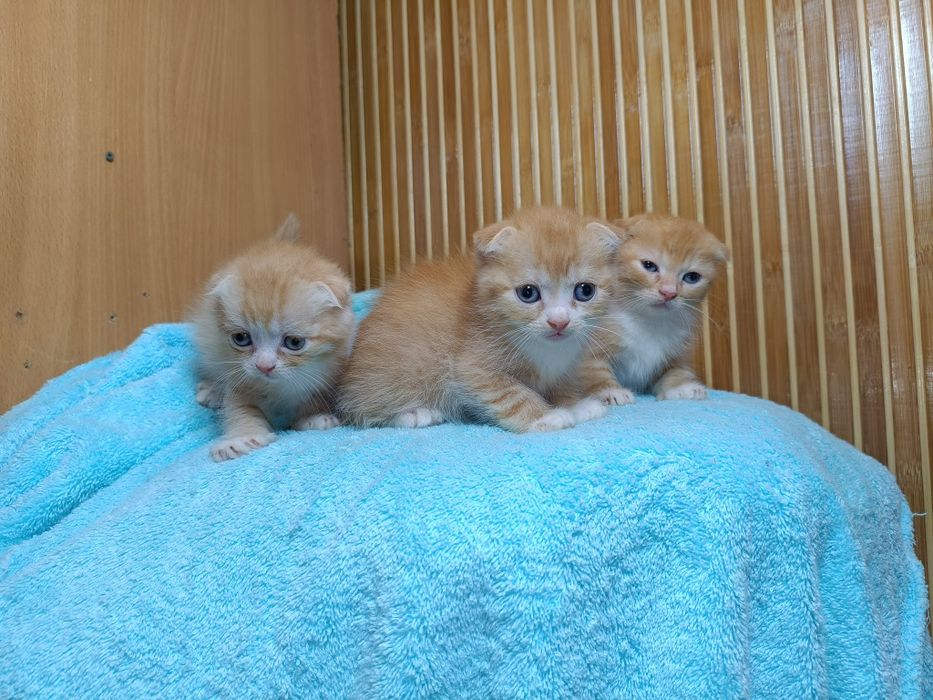 Шотландские вислоухие котята золотая шиншилла