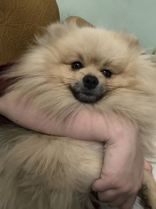 Шпіц шукає наречену, розв'язаний, гарне потомство