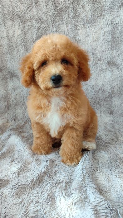 Bichpoo poochon frispoo badania genetyczne bichon pudel