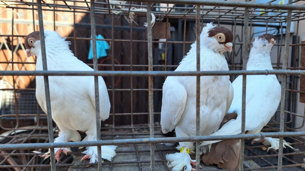 Krymki białostockie samiec/samica