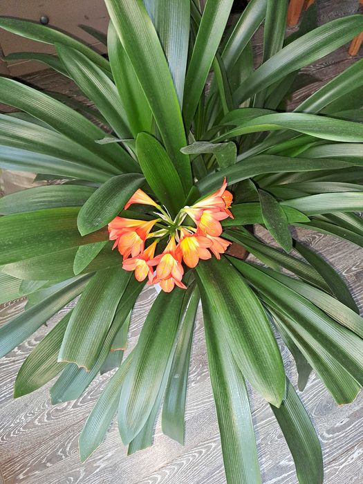 Kwiat Kliwia- kolor pomarańczowy