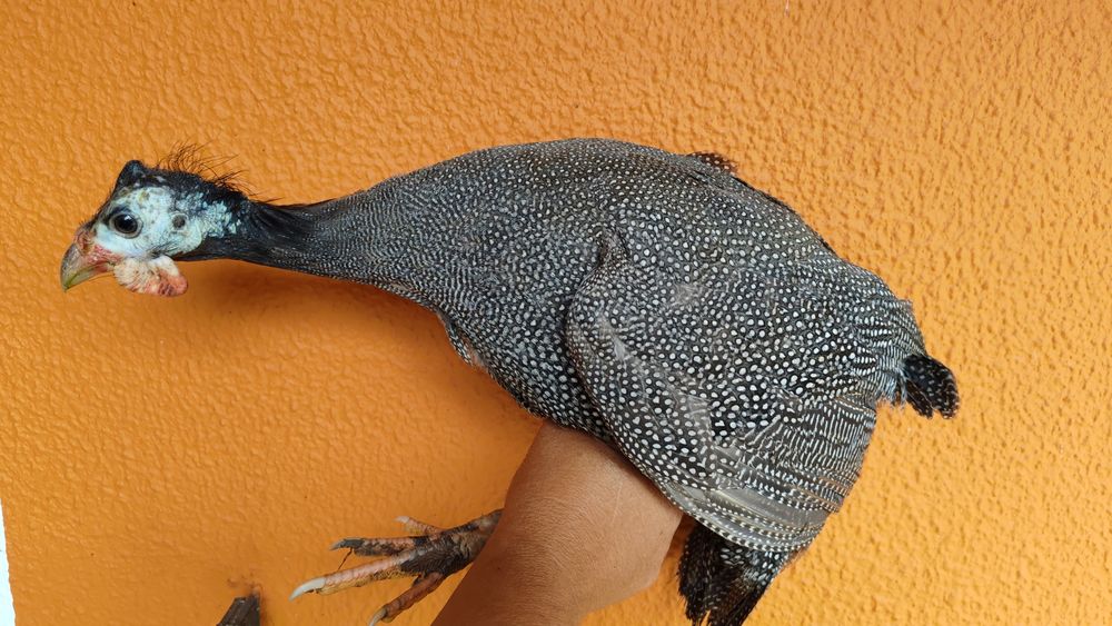 Ovos Fracas/Galinhas Angola Patos Rouen/Saxony