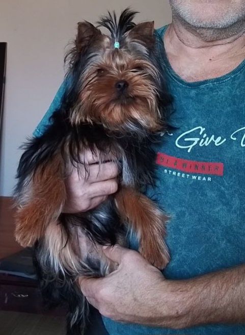 Мальчик Йоркширского терьера, КСУ