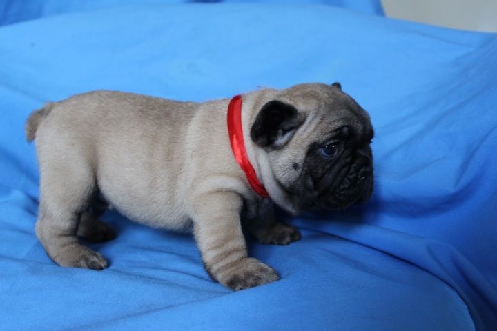 Купить девочку французского бульдога в питомнике