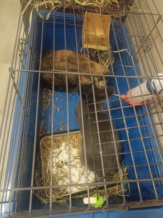 Продам кролика мальчик и девочка