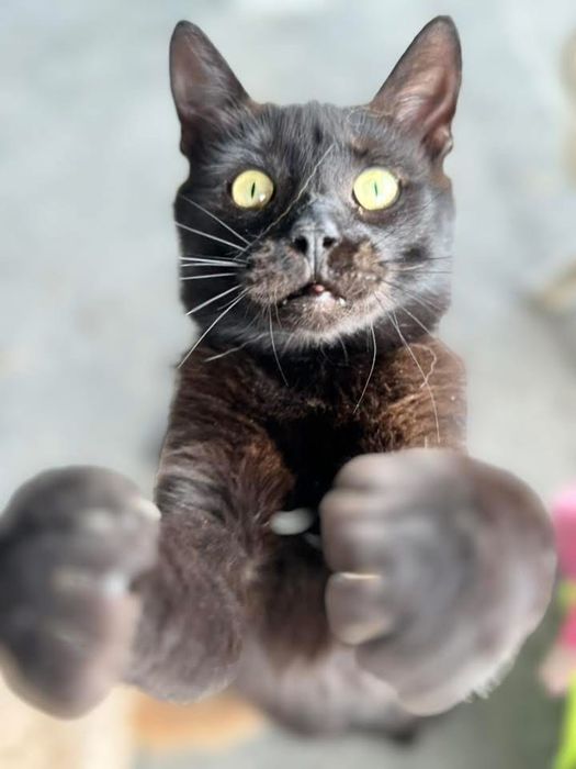 Tofik do adopcji szuka domu