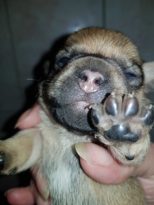 Продам щенков мопса 2500