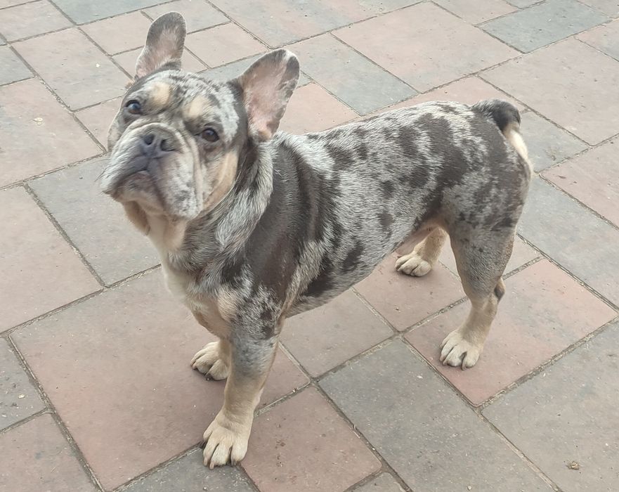 Три шикардосики французики мальчики