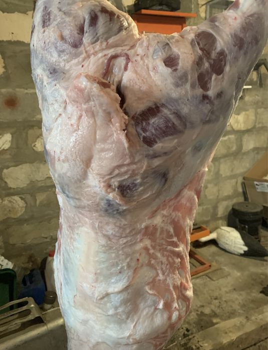 Продам тушку баранчика Дорпер