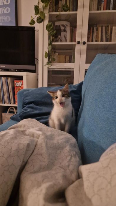 Malutki kociak szuka domu!