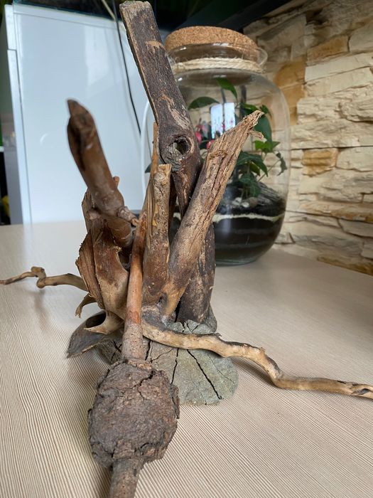 Hardscape korzenie aranżacja akwarium