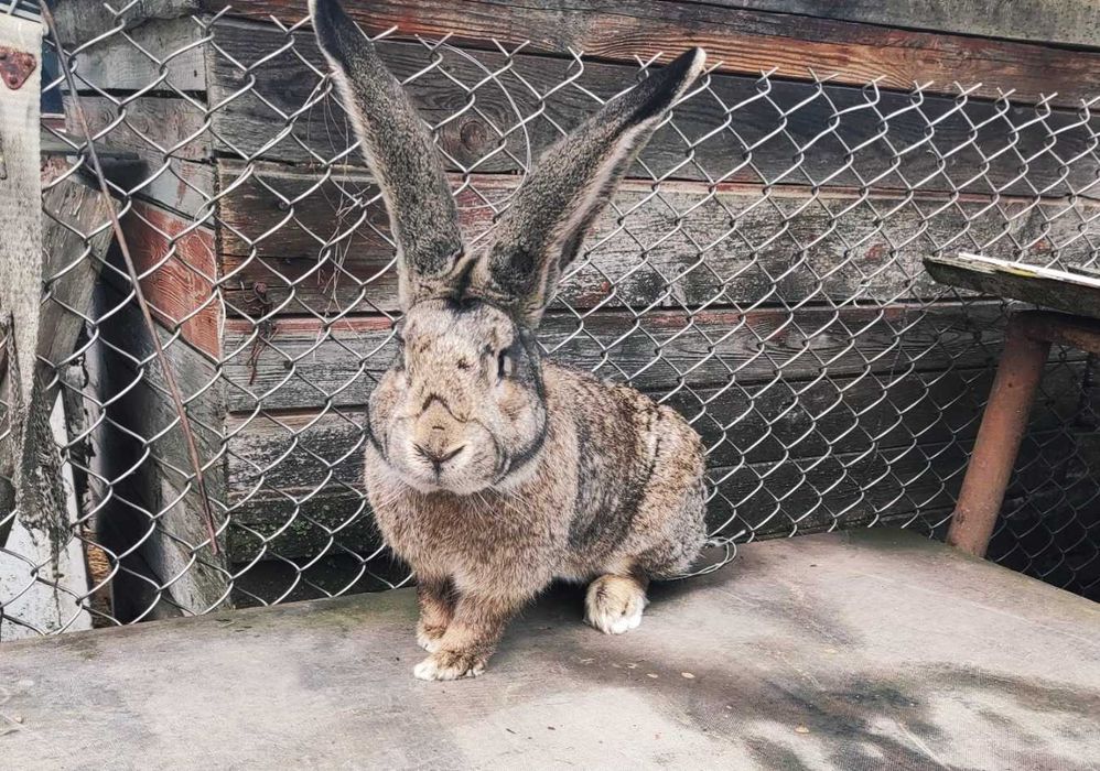 Кролі Фландер самці кролики