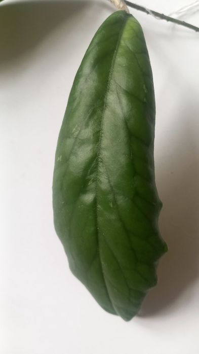 Hoja MT09 sadzonka cięta