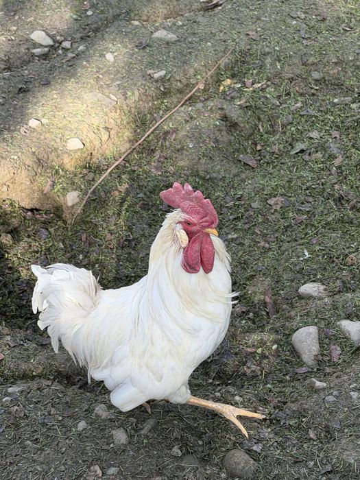 Sprzedam koguty białe