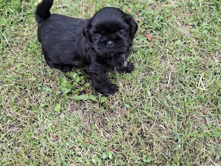 Shih-tzu Czarna suczka
