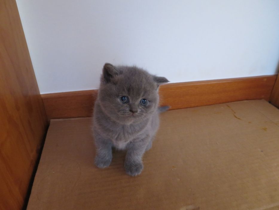 Scottish straight gatinho