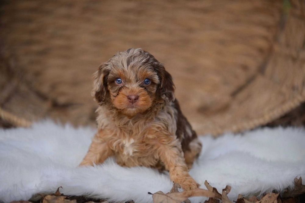 Cockapoo merle disponível
