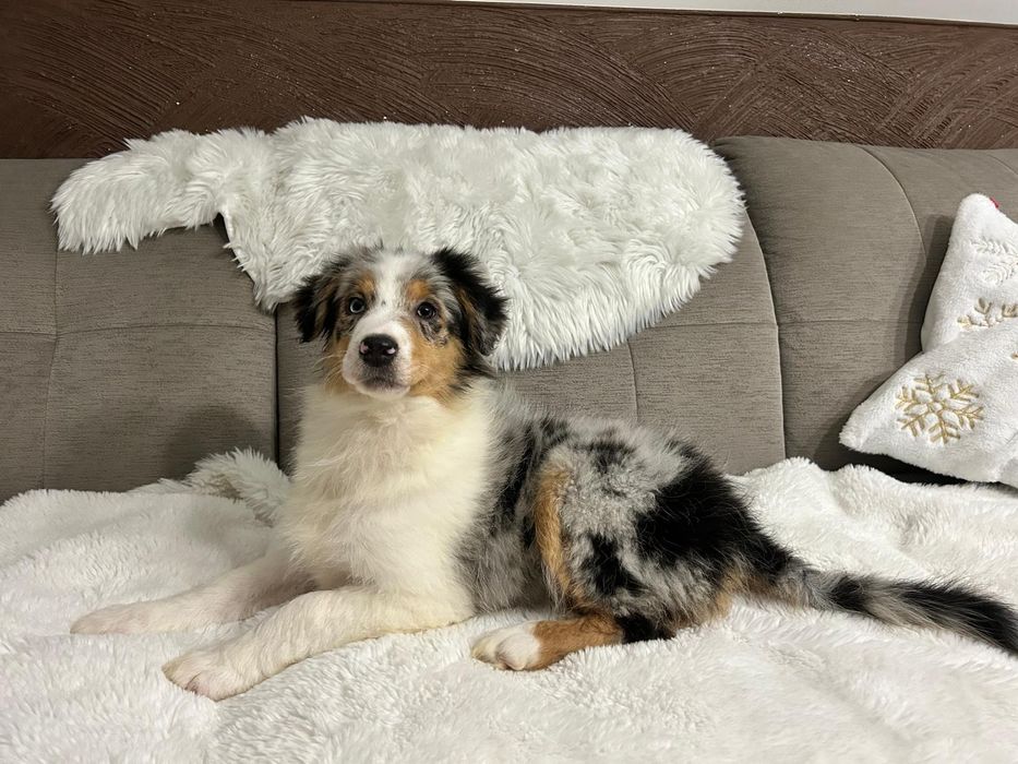 Owczarek Australijski typ amerykański suczka