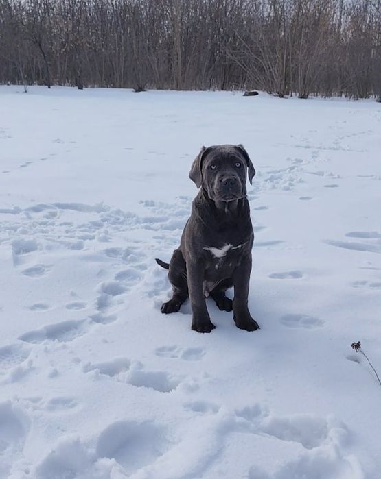 Кане корсо сірий пацан,,ОСКАР,