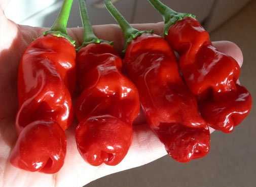 10 Sementes Peter Pepper (pimenta penis erótica)
