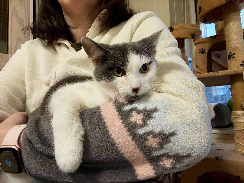 Маленький Матюша,  кошеня 3,5міс,  шукає маму-тата // кіт  кішка