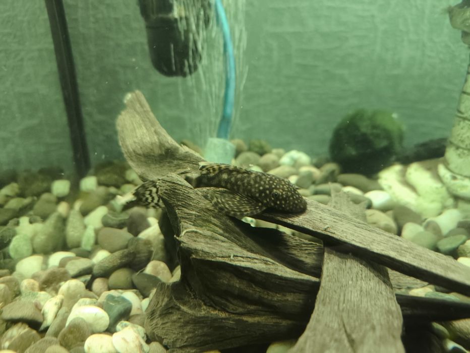 Сомик анциструс звичайний