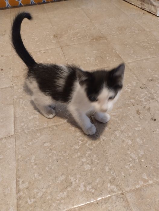 Gato para adopção responsável