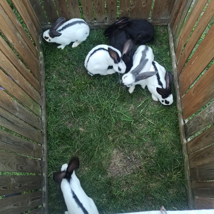 Króliki srokacze samce i samice