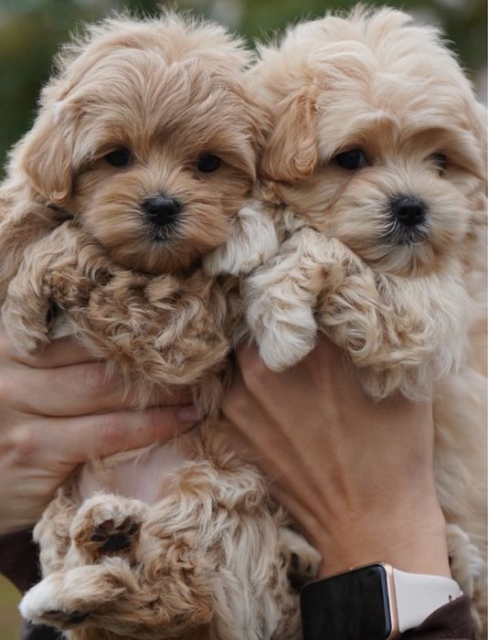 Цуценята Мальтіпу Maltipoo f1 mini/baby face