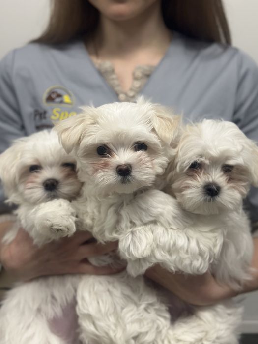 Мальтійська болонка Хлопчик 5 міс