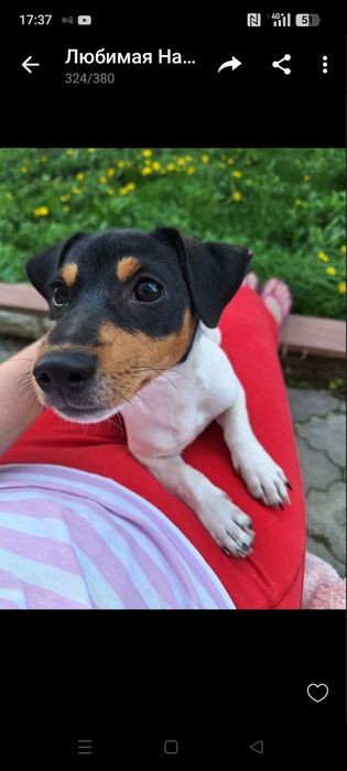 Продам цуцика Джек Рассел тер'єр