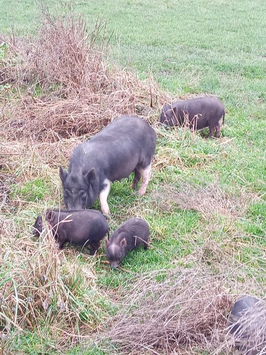Продам поросят в’єтнамської породи свині в'єтнамці