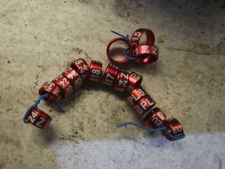 Obrączka Obrączki do Papug Dla Papug 8mm 2024r