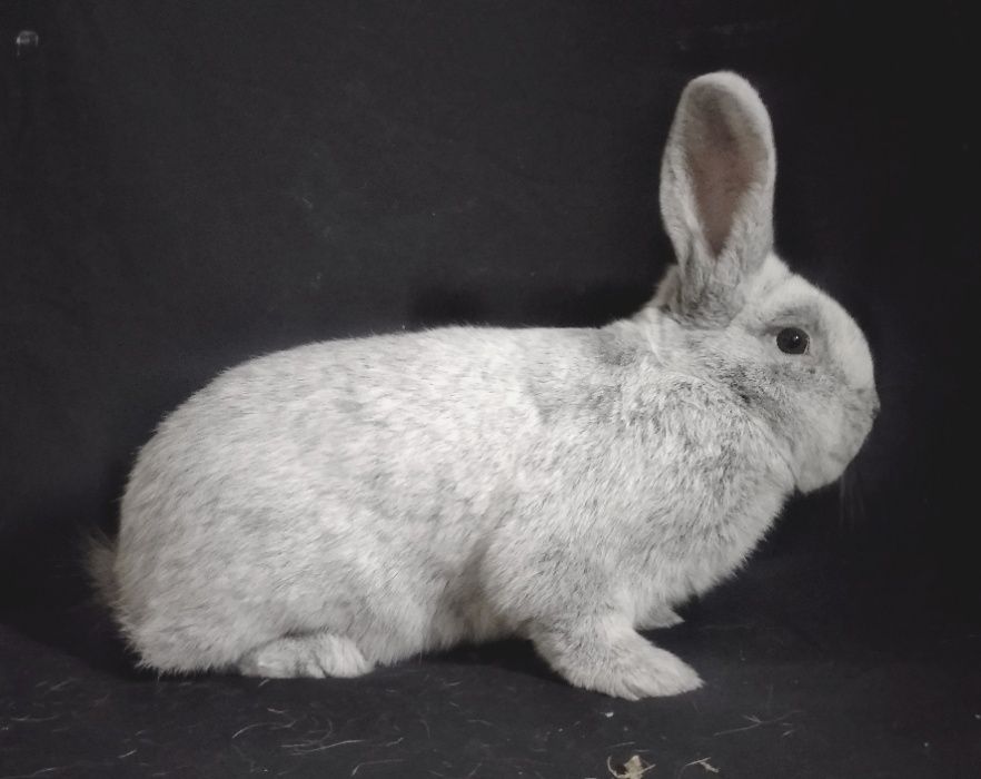 Кролики Велике Світле Срібло